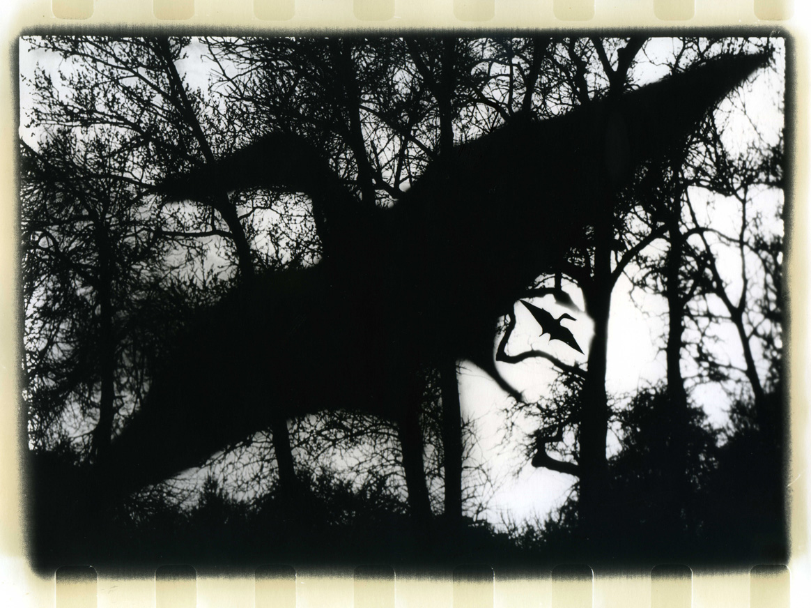 Photographer Alexandr Chernogrivov. Portfolio. Серия "Природоведение" . 2009–2011. Untitled