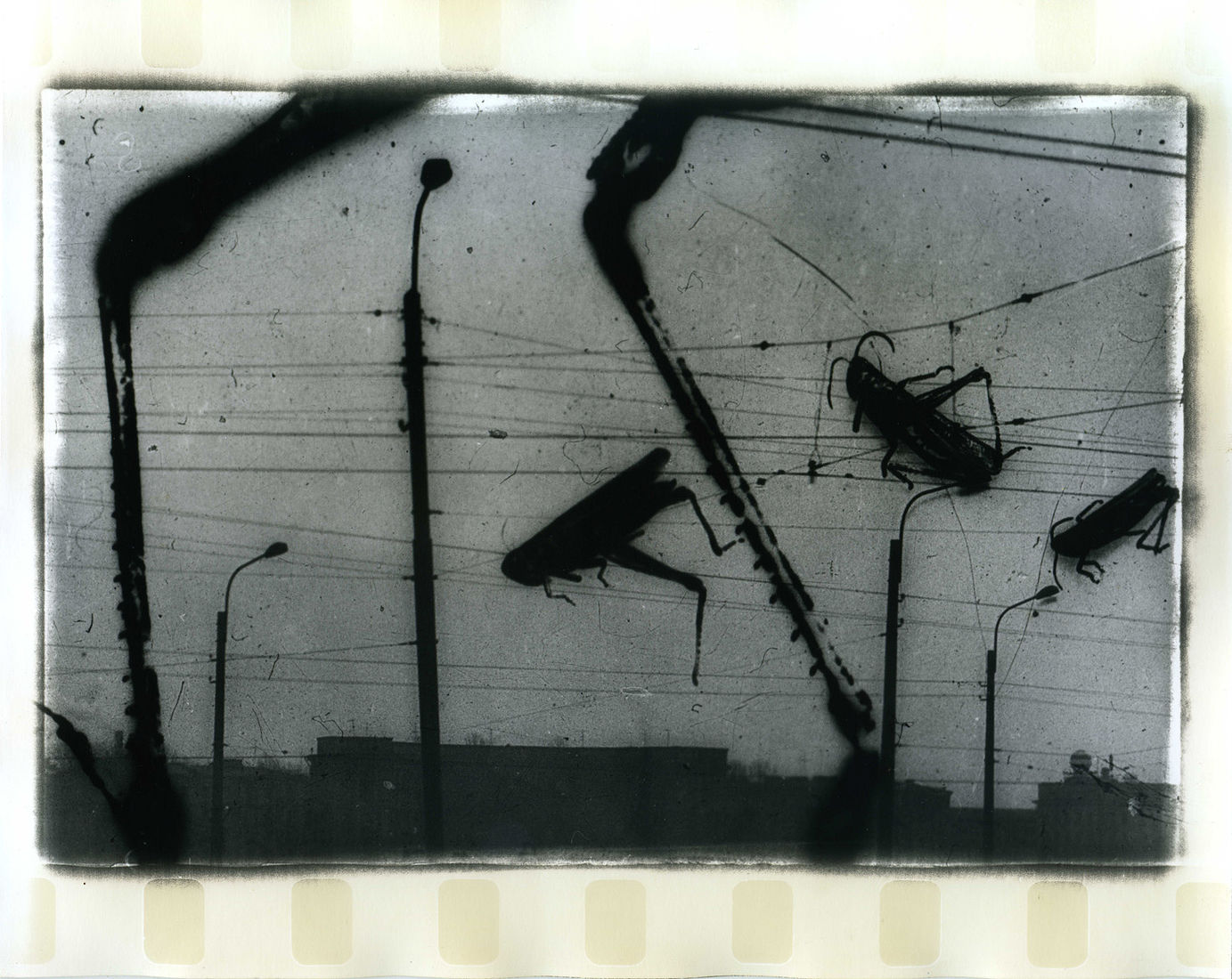 Photographer Alexandr Chernogrivov. Portfolio. Серия "Природоведение" . 2009–2011. Untitled