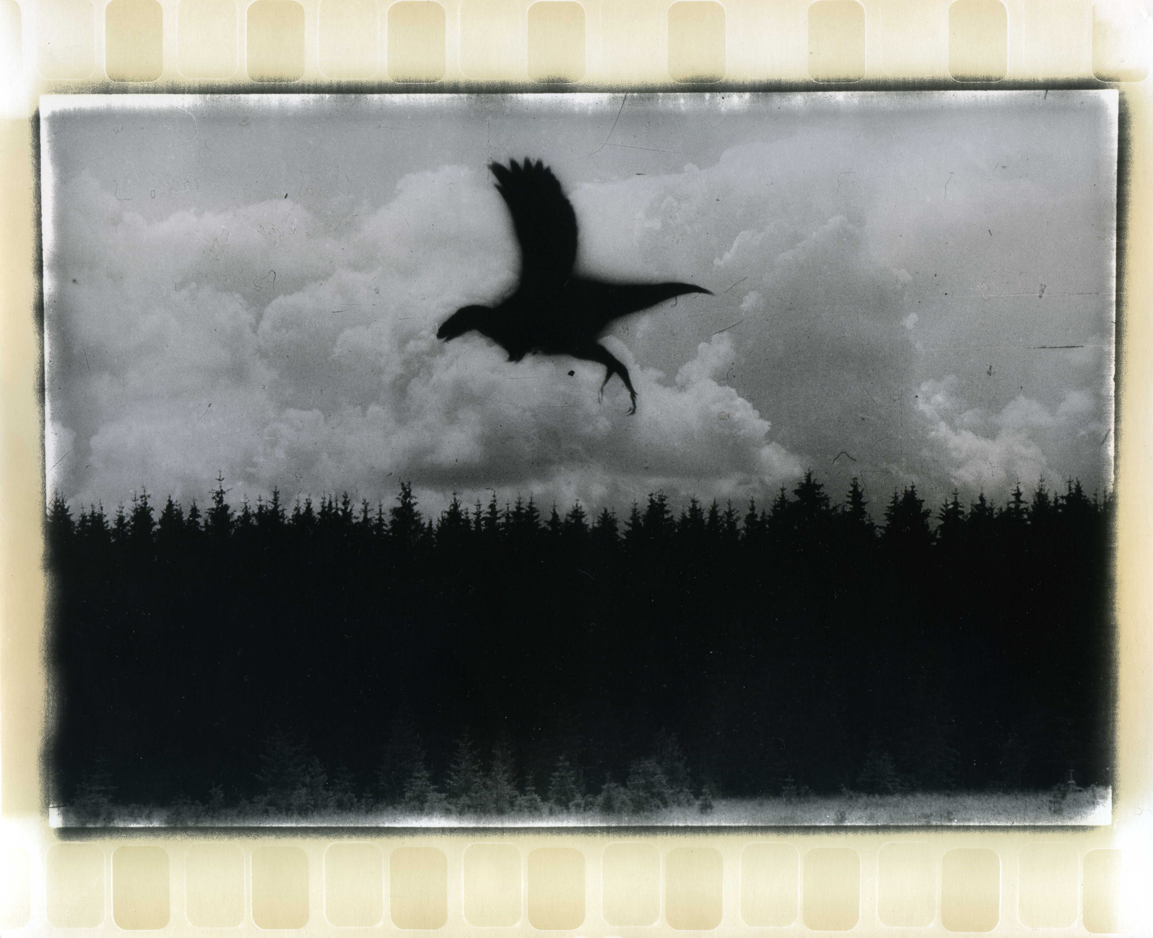 Photographer Alexandr Chernogrivov. Portfolio. Серия "Природоведение" . 2009–2011. Untitled