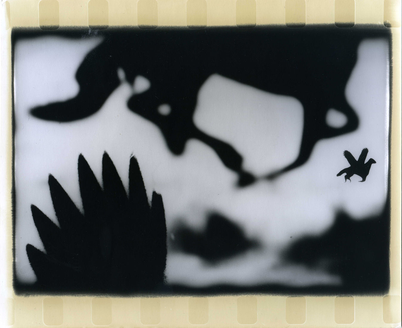 Photographer Alexandr Chernogrivov. Portfolio. Серия "Природоведение" . 2009–2011. Untitled