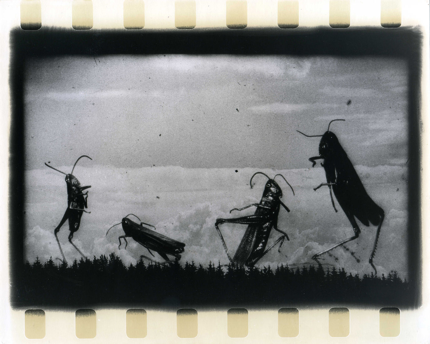 Photographer Alexandr Chernogrivov. Portfolio. Серия "Природоведение" . 2009–2011. Untitled