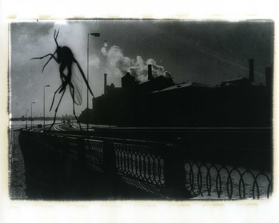 Photographer Alexandr Chernogrivov. Portfolio. Серия "Природоведение" . 2009–2011. Untitled