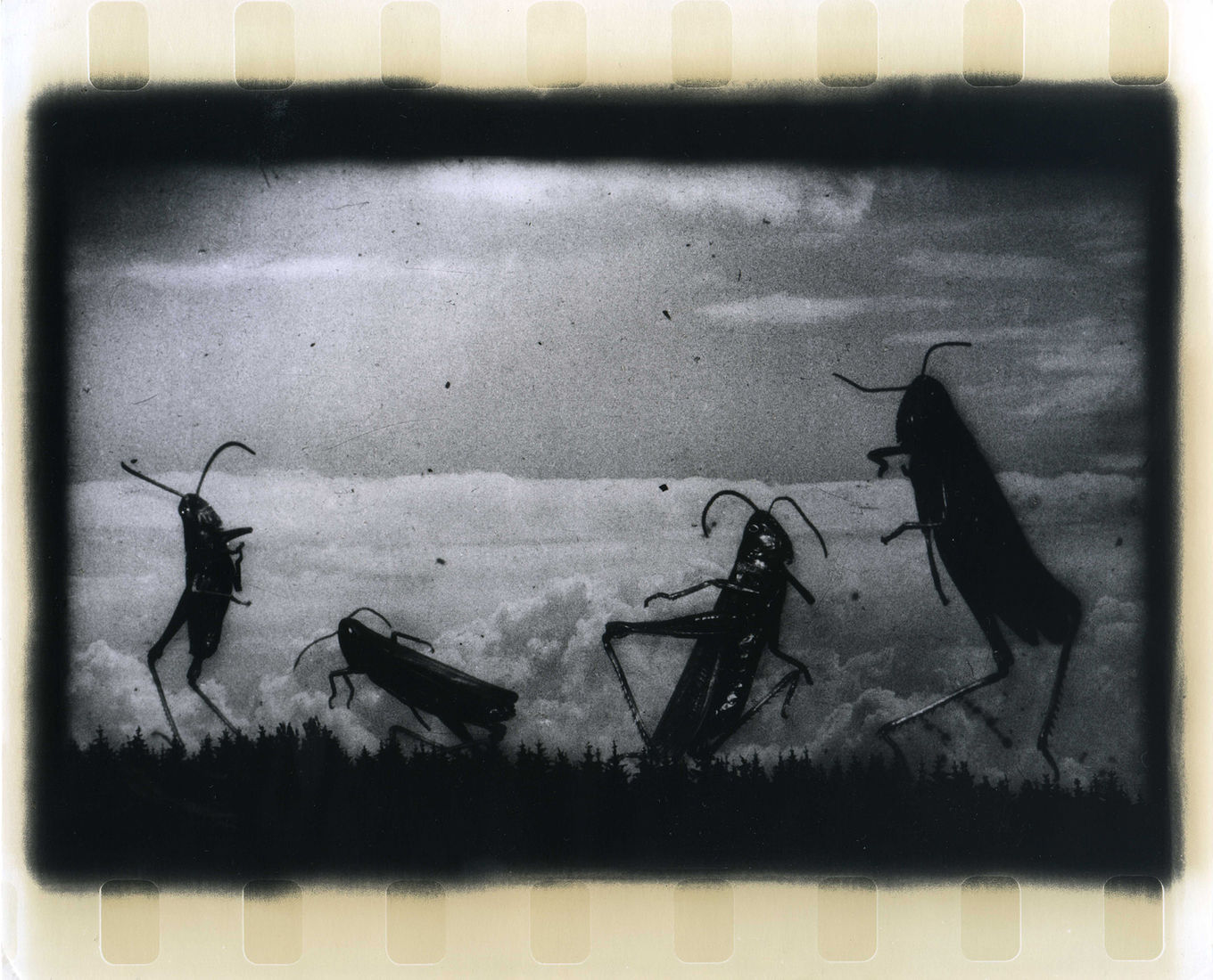 Photographer Alexandr Chernogrivov. Portfolio. Серия "Природоведение" . 2009–2011. Untitled