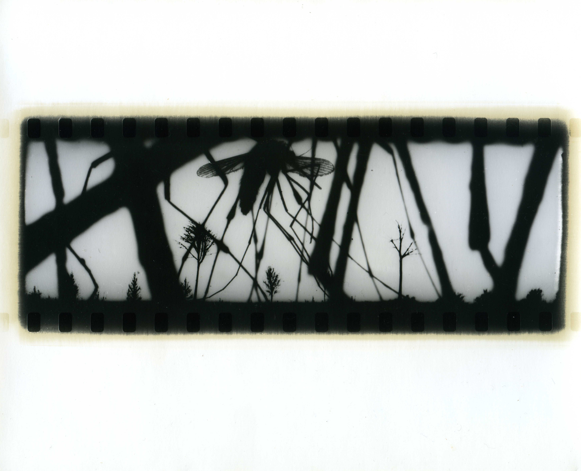 Photographer Alexandr Chernogrivov. Portfolio. Серия "Природоведение" . 2009–2011. Untitled