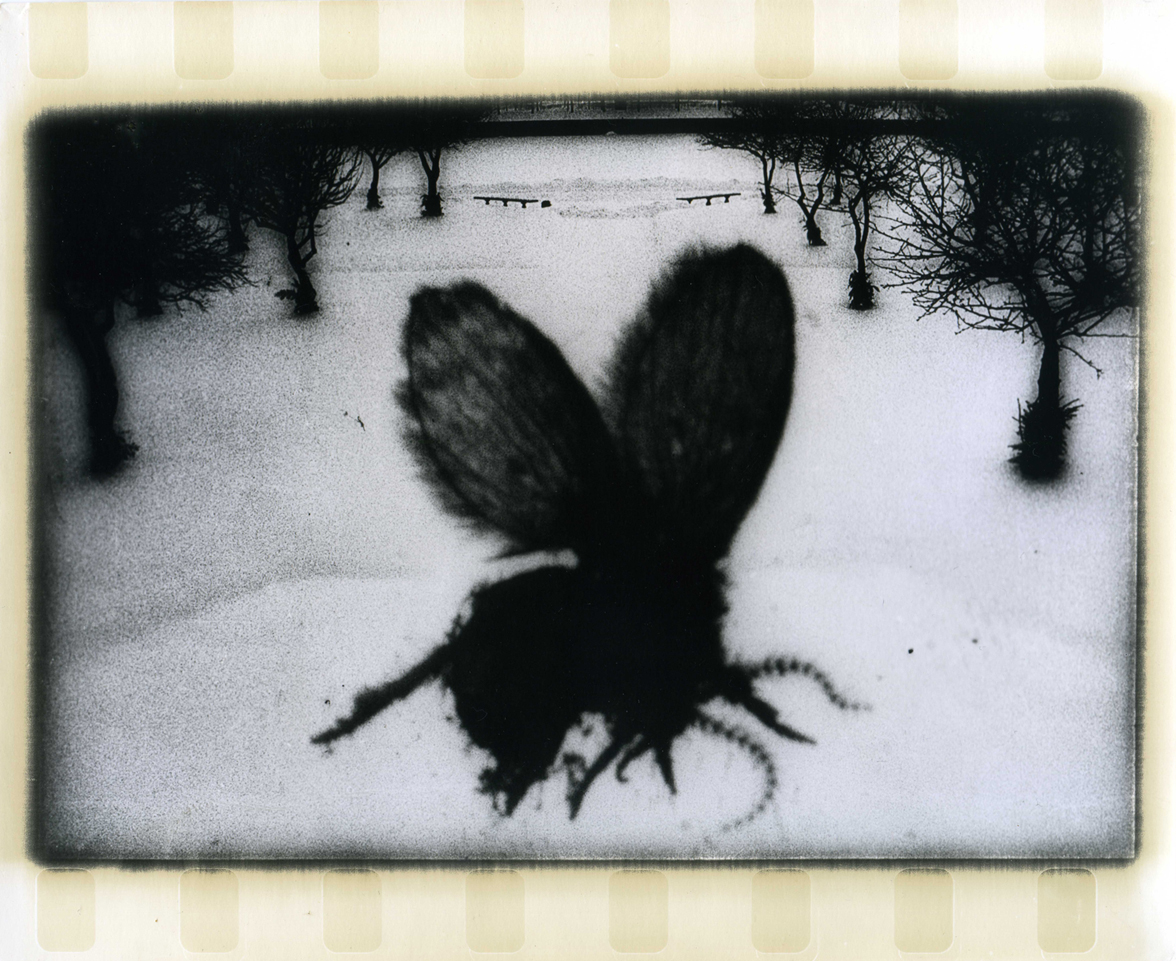 Photographer Alexandr Chernogrivov. Portfolio. Серия "Природоведение" . 2009–2011. Untitled