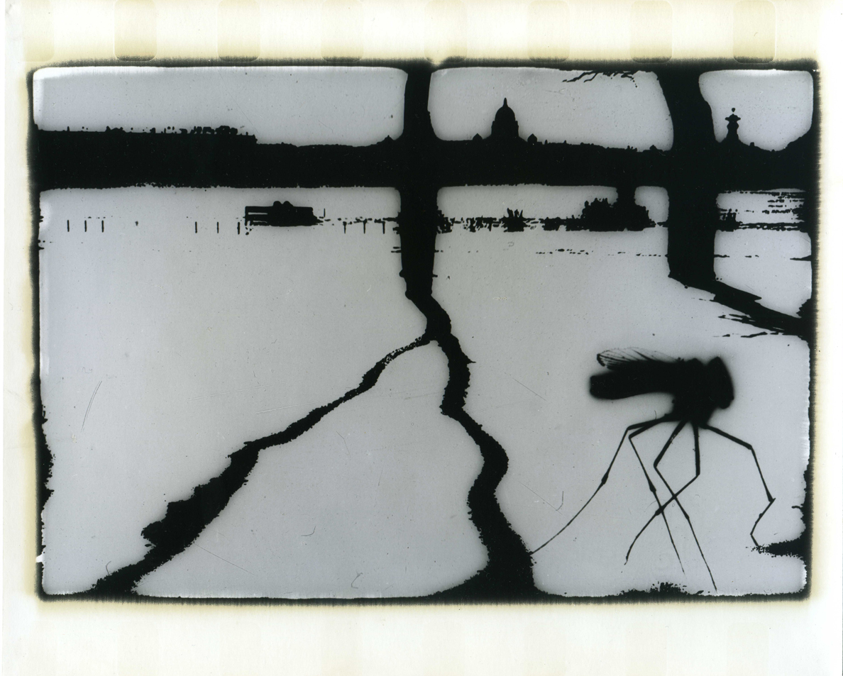 Photographer Alexandr Chernogrivov. Portfolio. Серия "Природоведение" . 2009–2011. Untitled
