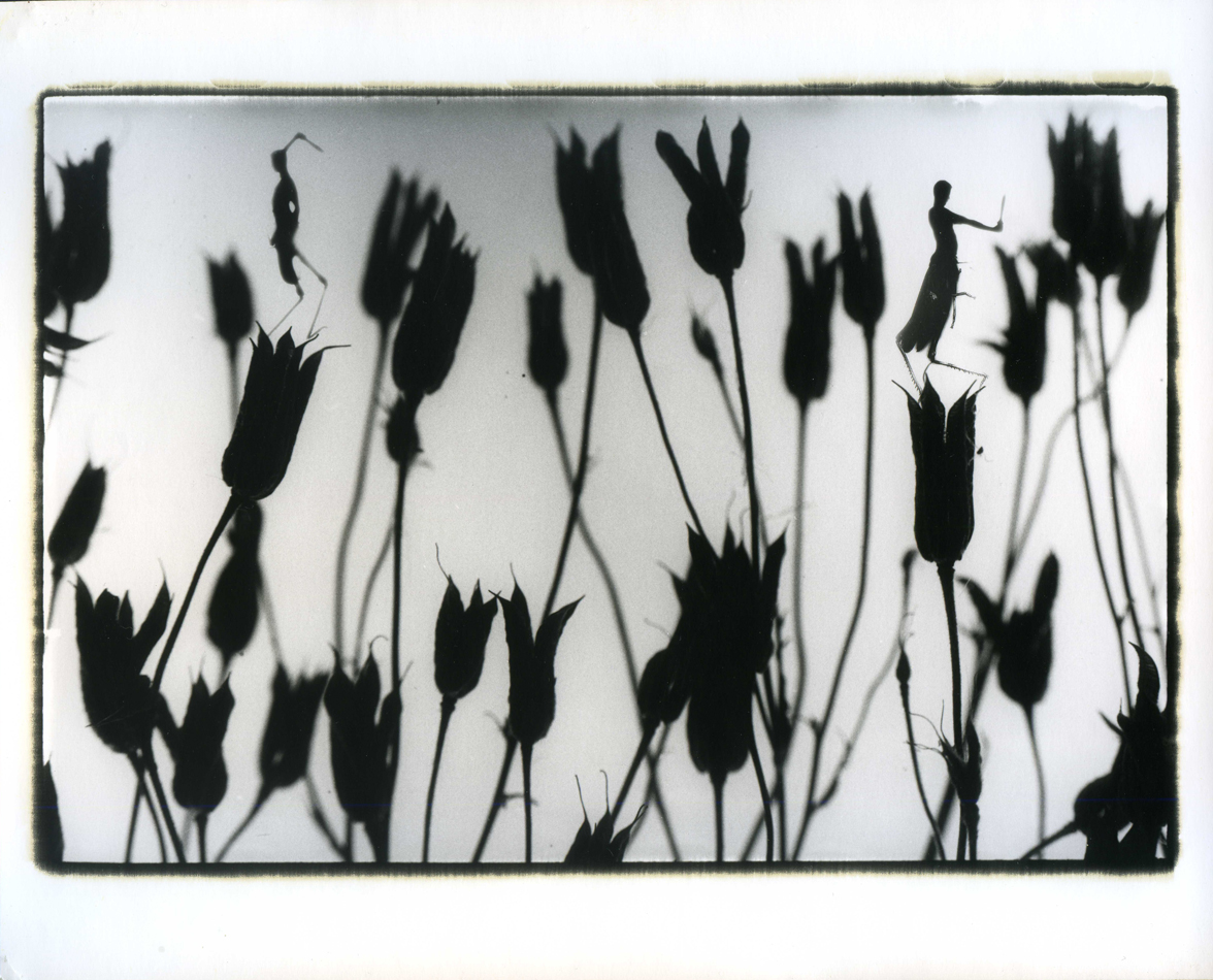 Photographer Alexandr Chernogrivov. Portfolio. Серия "Природоведение" . 2009–2011. Untitled